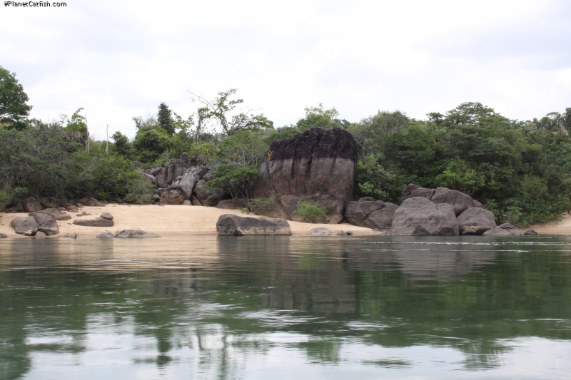 Baryancistrus sp. `Belo Monte`